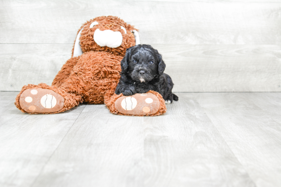 Petite Cavapoo Poodle Mix Pup