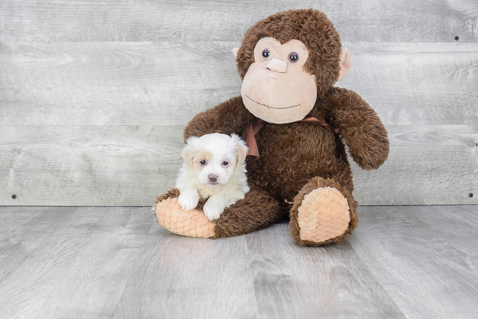 Popular Maltipoo Poodle Mix Pup