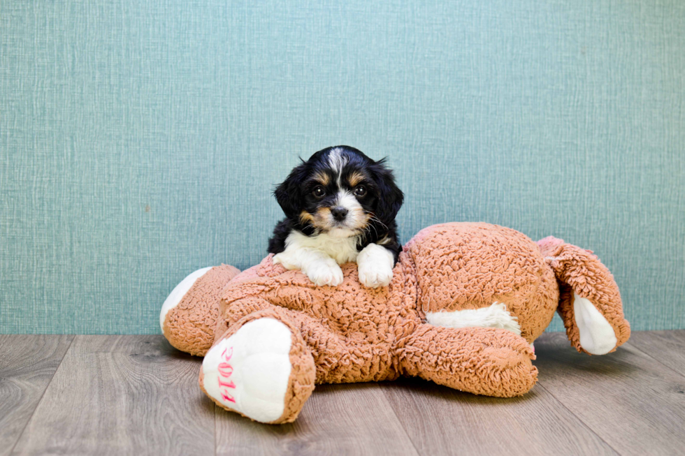 Cavachon Puppy for Adoption