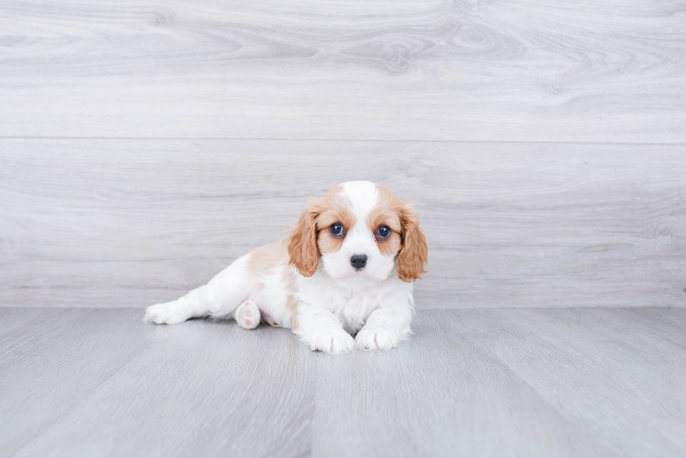 Akc Registered Cavalier King Charles Spaniel Purebred Pup