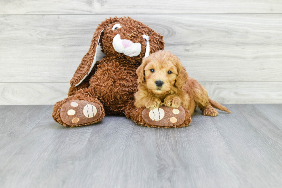 Hypoallergenic Golden Retriever Poodle Mix Puppy