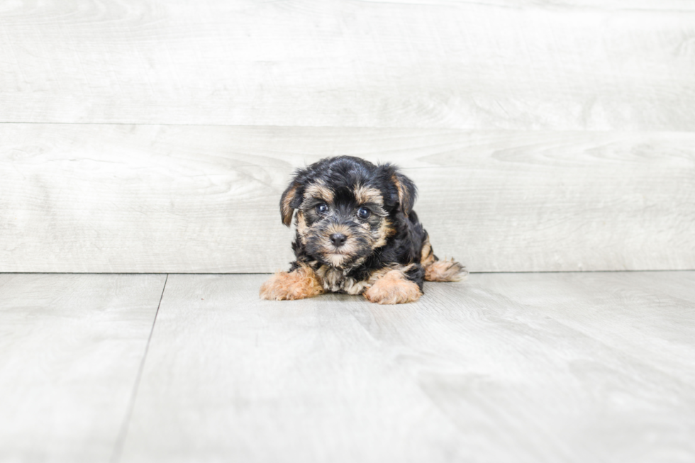 Friendly Morkie Baby