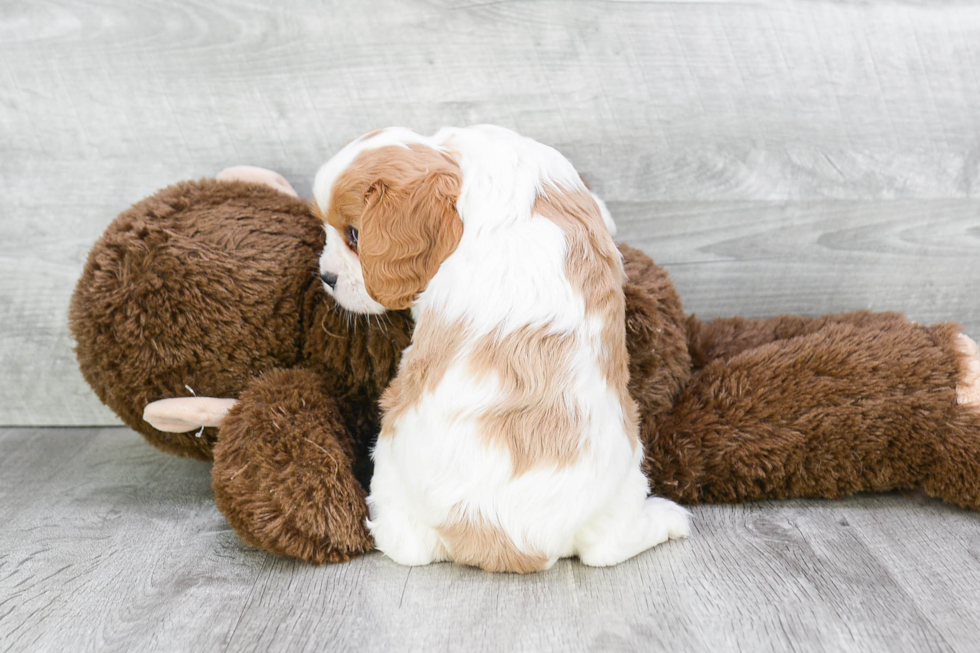 Playful Cavalier King Charles Spaniel Baby