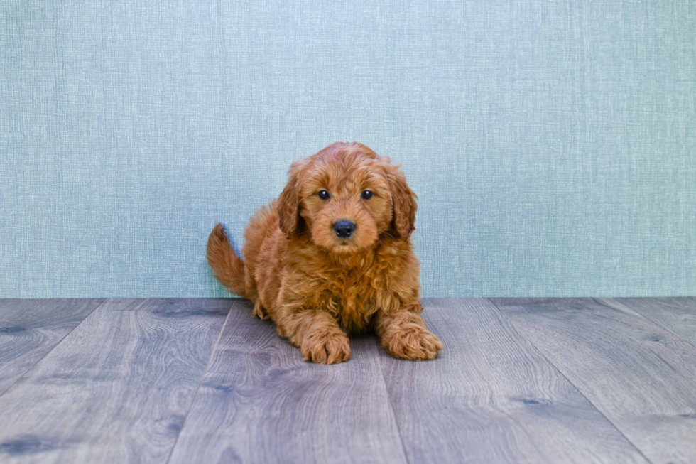 Fluffy Mini Goldendoodle Poodle Mix Pup