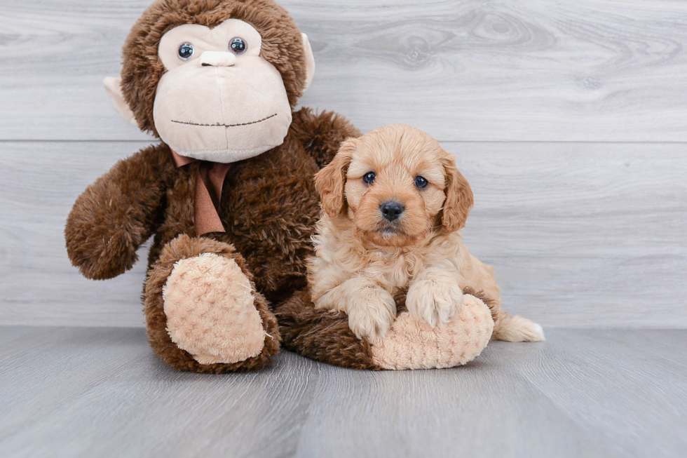 Happy Cavapoo Baby