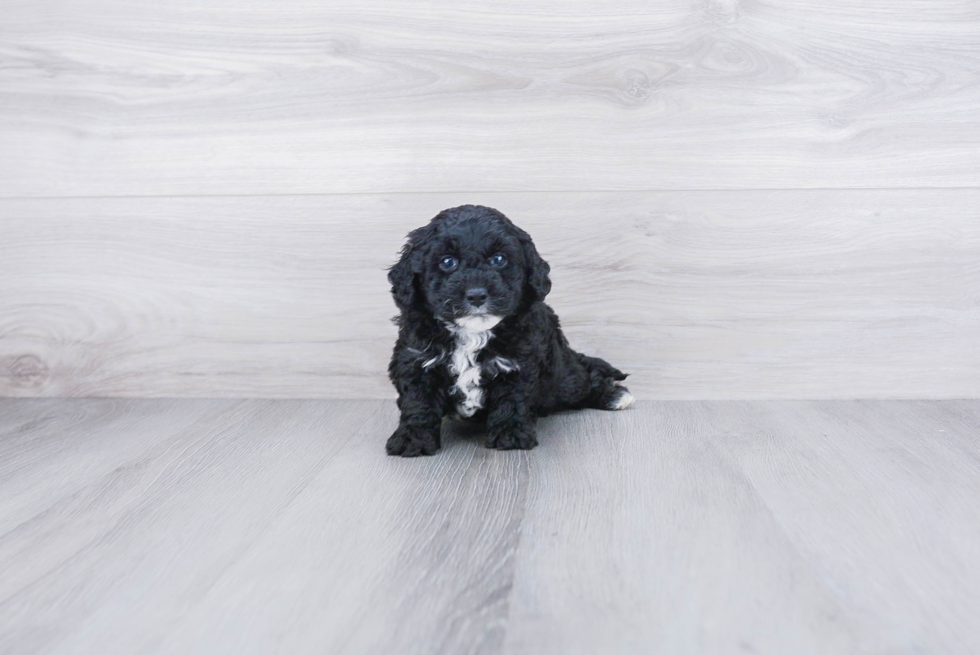 Playful Golden Retriever Poodle Mix Puppy