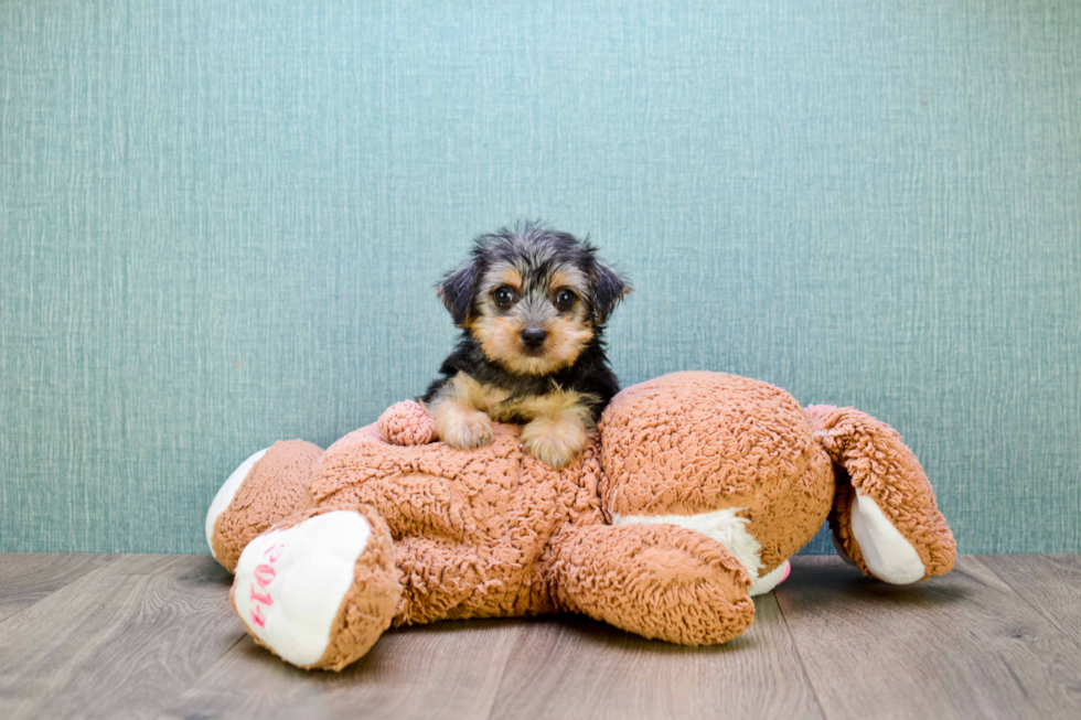 Meet Sasha - our Morkie Puppy Photo 