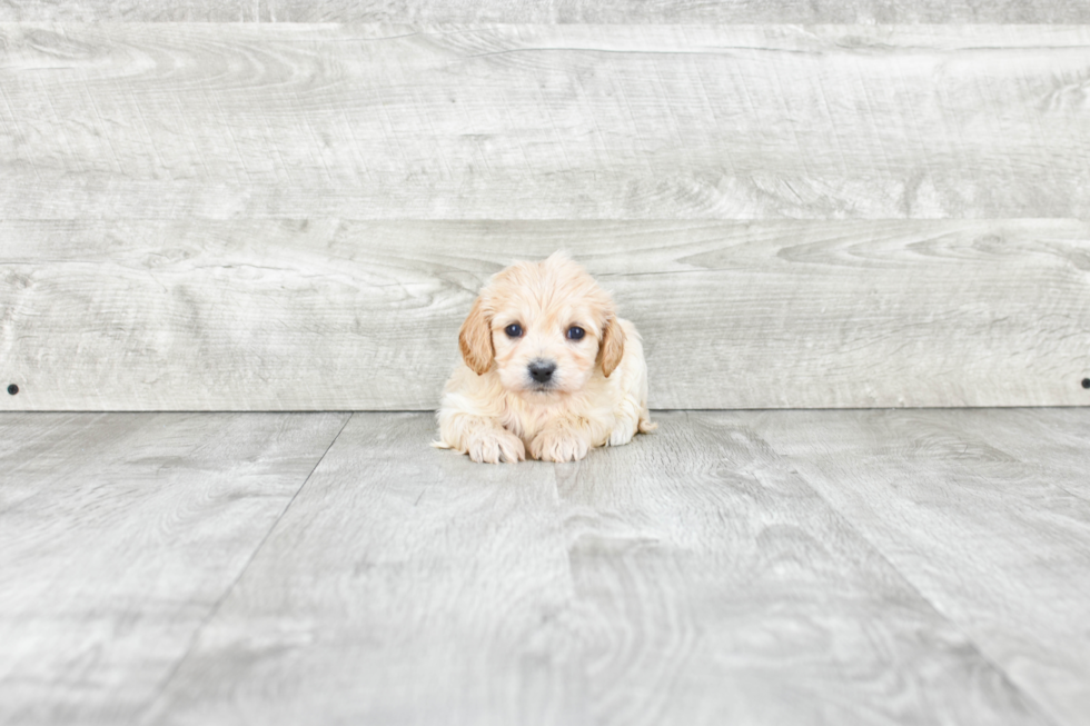 Happy Cavachon Baby