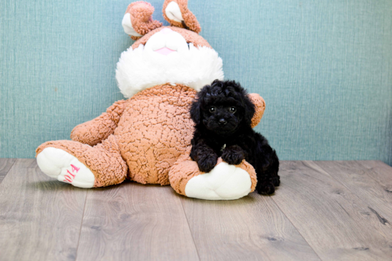 Yorkie Poo Pup Being Cute