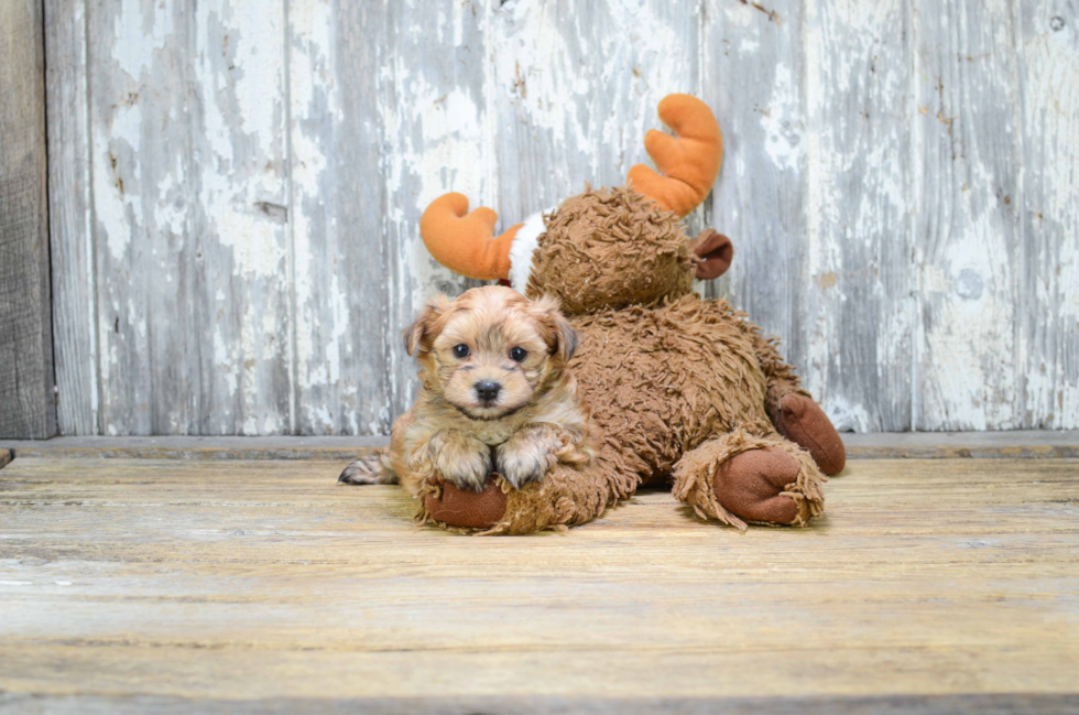 Friendly Morkie Baby