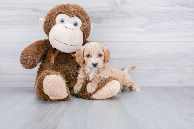 Cockapoo Pup Being Cute