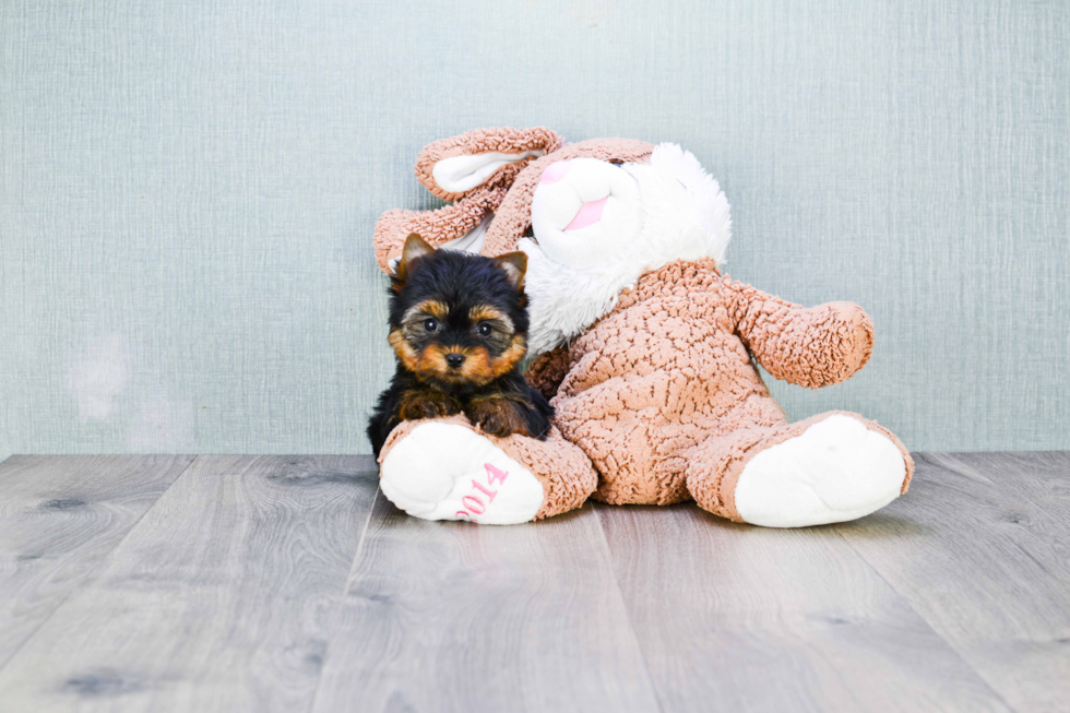 Meet Heidi - our Yorkshire Terrier Puppy Photo 