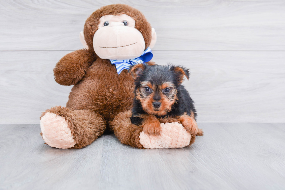 Meet Stevo - our Yorkshire Terrier Puppy Photo 