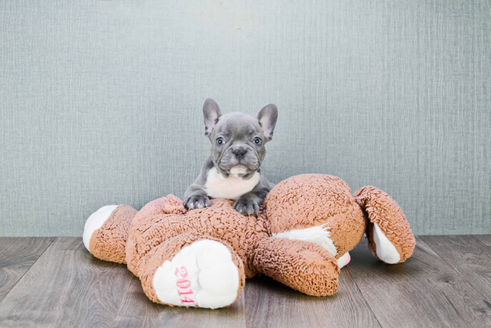 Energetic Frenchie Purebred Puppy