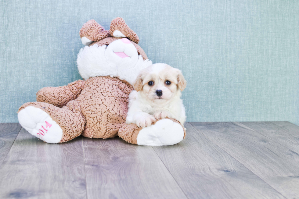 Playful Cavalier Designer Puppy