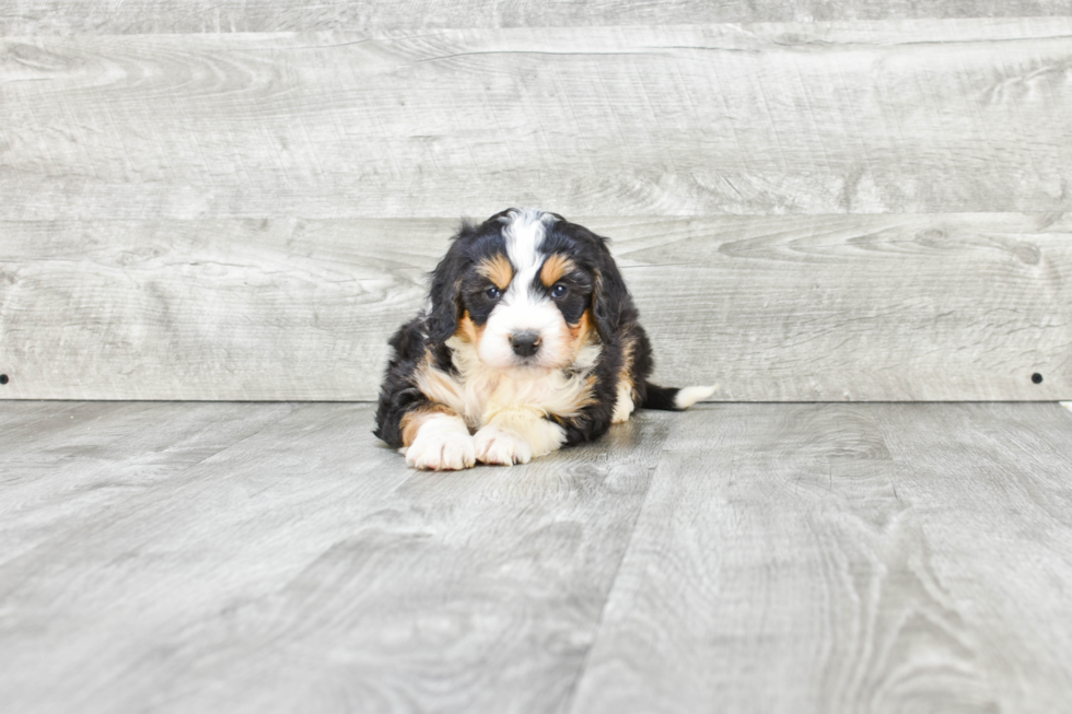 Best Mini Bernedoodle Baby