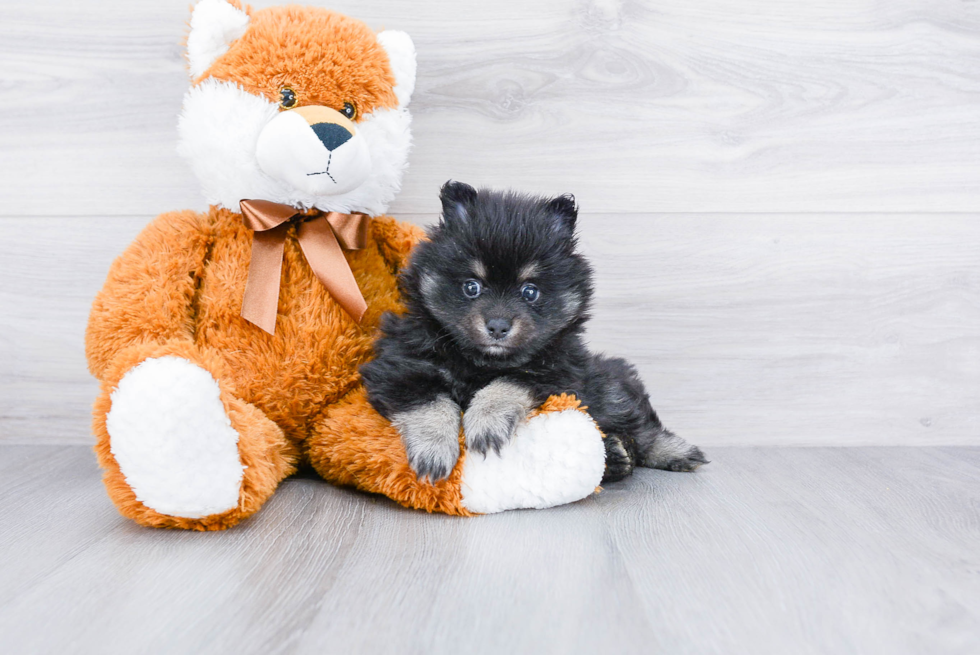 Sweet Pomeranian Purebred Puppy