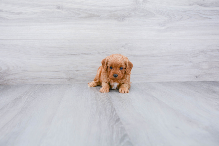 Happy Cavapoo Baby