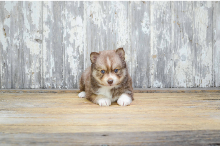 Cute Pomsky Baby