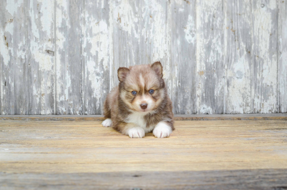 Cute Pomsky Baby