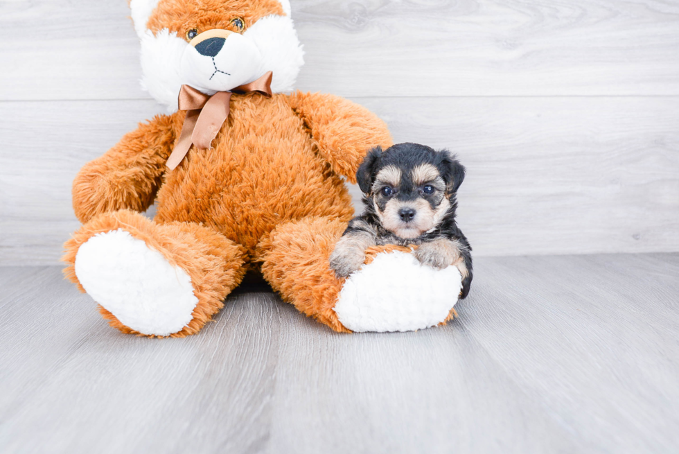 Morkie Pup Being Cute
