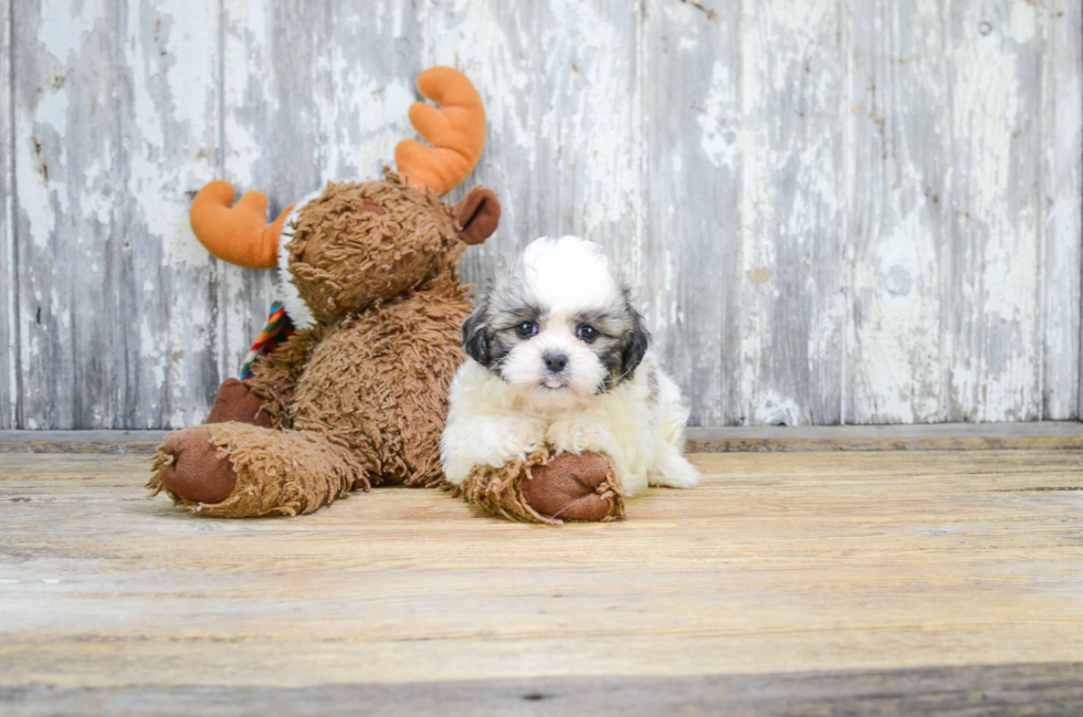 Fluffy Teddy Bear Designer Pup