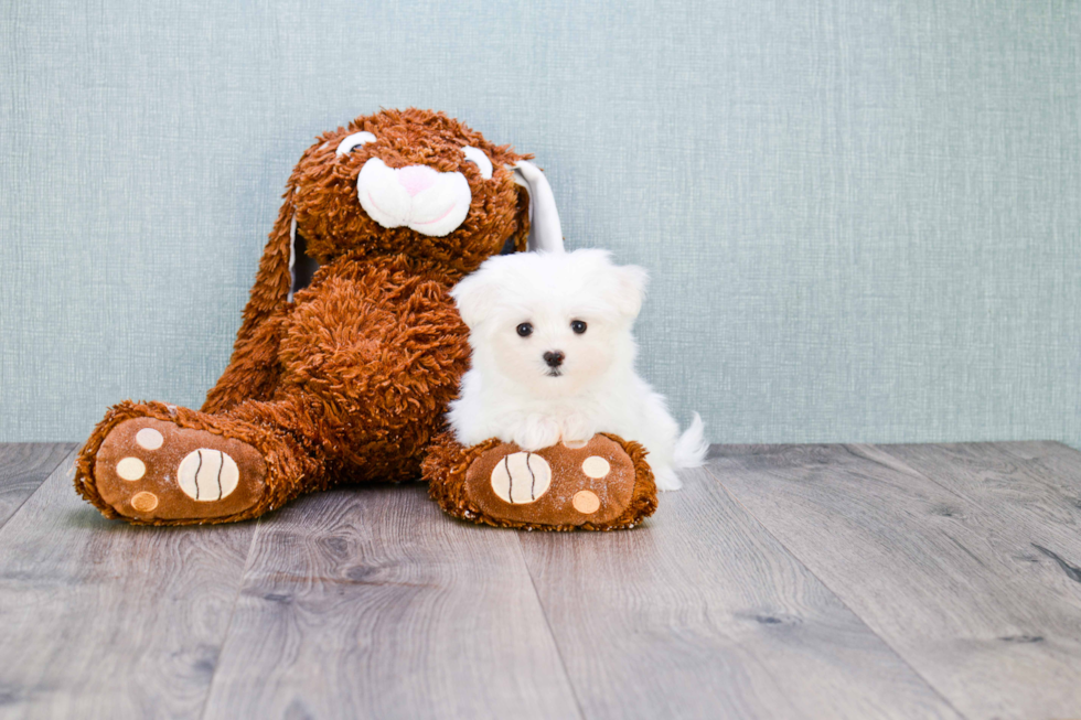 Friendly Maltese Baby