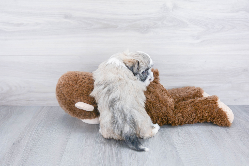 Havanese Pup Being Cute