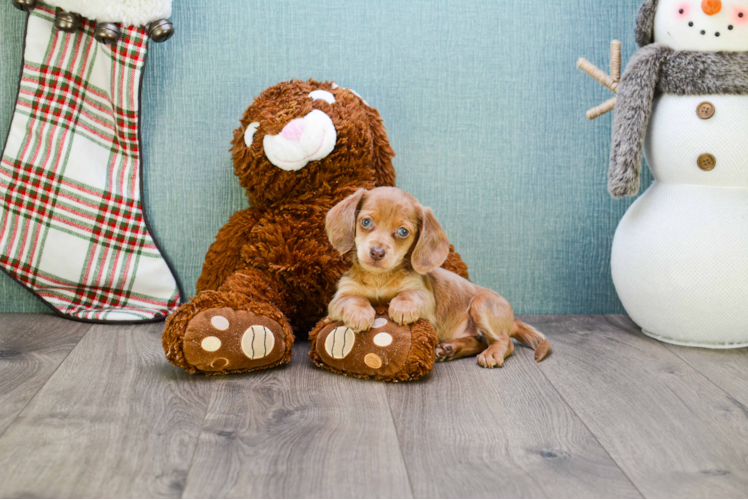 Cute Dachshund Purebred Pup