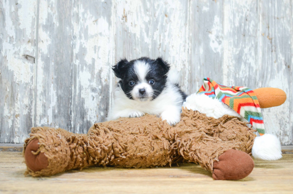 Best Pomeranian Baby