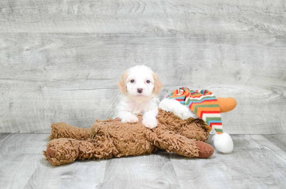 Cute Cavachon Baby