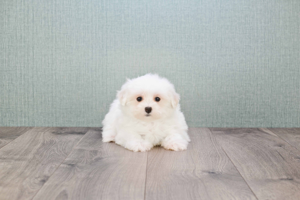 Petite Maltese Purebred Puppy