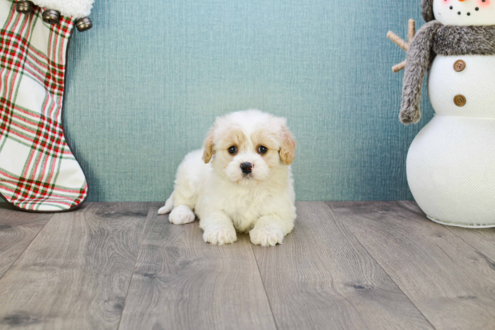 Cavachon Pup Being Cute