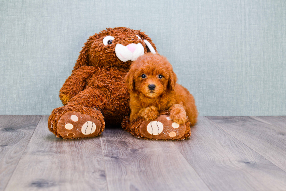 Adorable Golden Retriever Poodle Mix Puppy