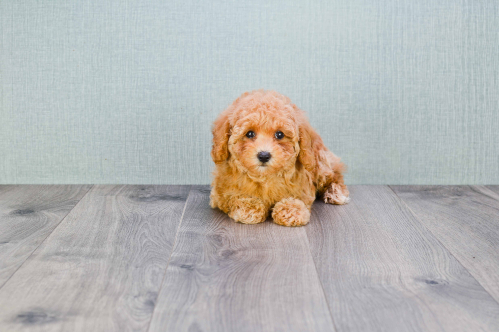 Fluffy Maltipoo Poodle Mix Pup