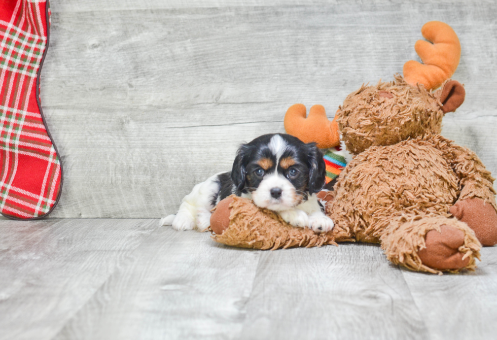 Energetic Cavalier King Charles Spaniel Purebred Puppy