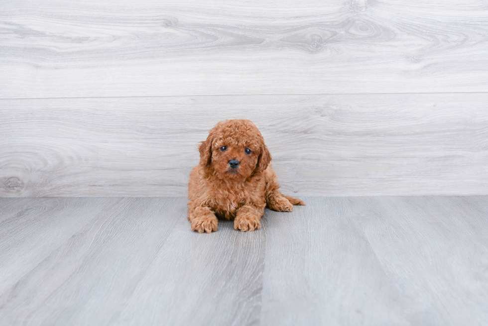Best Cavapoo Baby