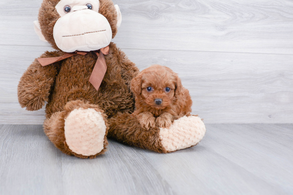 Cavapoo Pup Being Cute