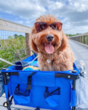 Mini Goldendoodle Being Cute