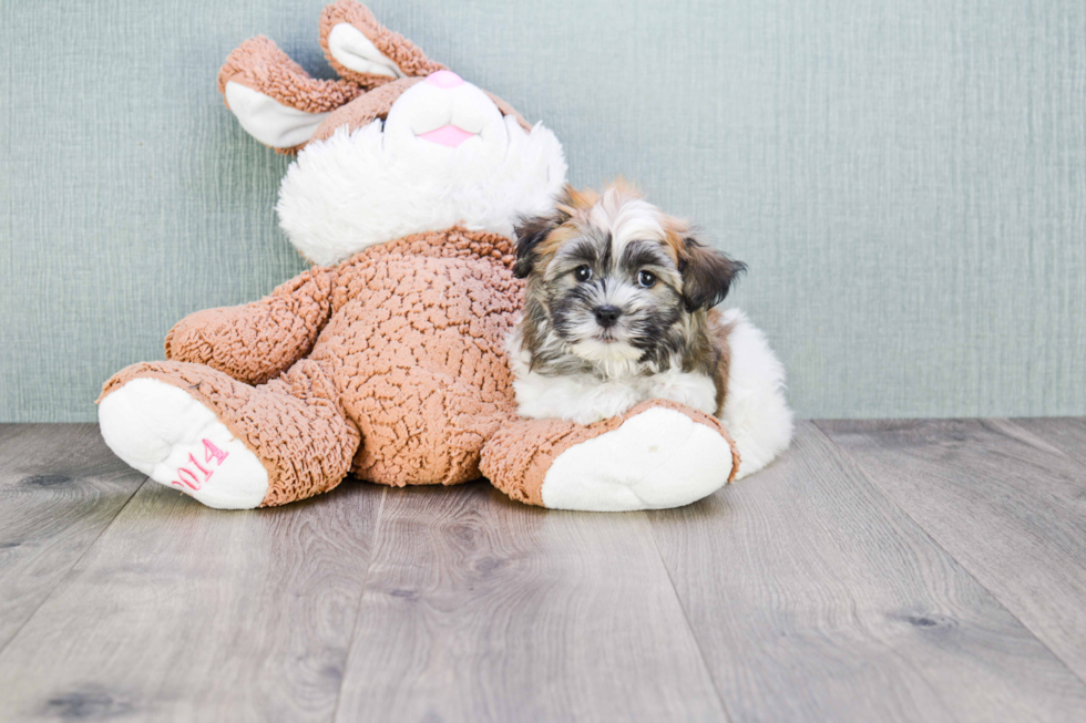 Energetic Havanese Purebred Puppy