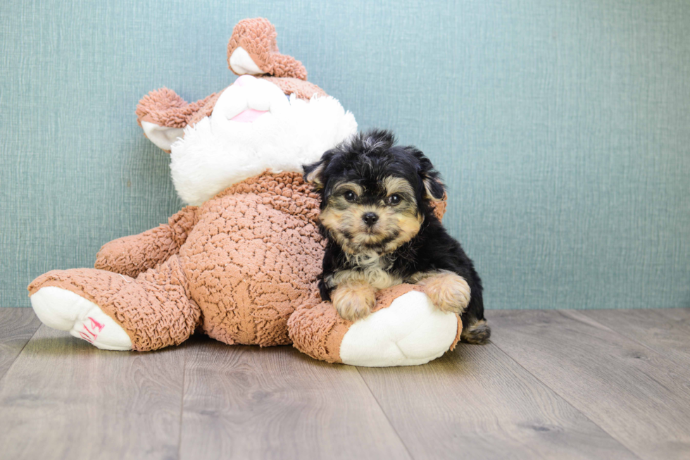 Playful Yorkie Designer Puppy