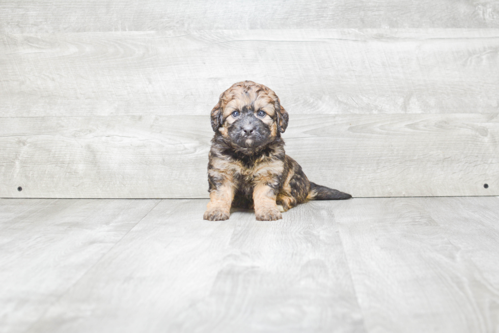 Mini Bernedoodle Pup Being Cute