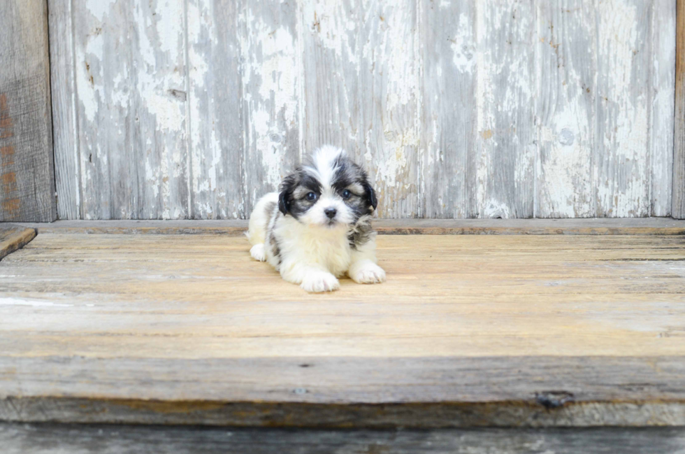 Fluffy Teddy Bear Designer Pup