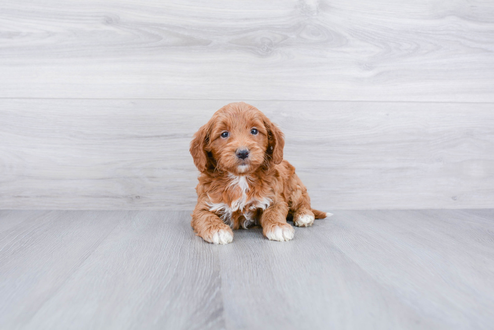 Mini Goldendoodle Puppy for Adoption