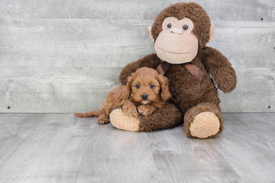 Cavapoo Puppy for Adoption