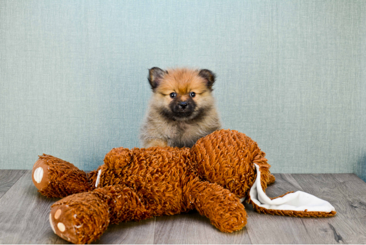 Akc Registered Pomeranian Purebred Pup