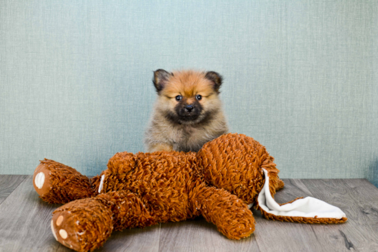 Akc Registered Pomeranian Purebred Pup