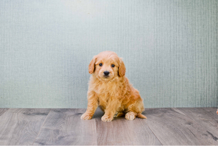 Mini Goldendoodle Pup Being Cute