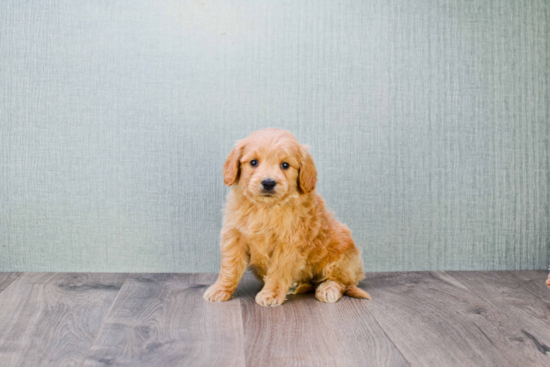 Mini Goldendoodle Pup Being Cute