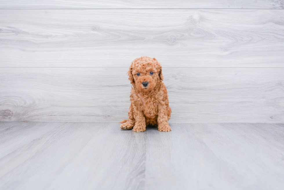 Mini Goldendoodle Pup Being Cute